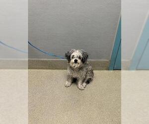 Maltese-Unknown Mix Dogs for adoption in Las Vegas, NV, USA