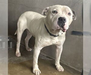 American Pit Bull Terrier Dogs for adoption in San Bernardino, CA, USA