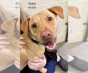 Labrador Retriever-Unknown Mix Dogs for adoption in Berlin, MD, USA