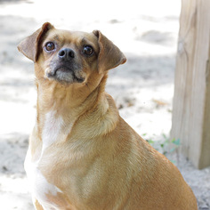Chug Dogs for adoption in Pensacola, FL, USA