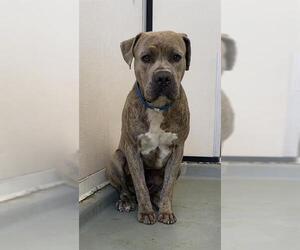 American Pit Bull Terrier Dogs for adoption in Riverside, CA, USA