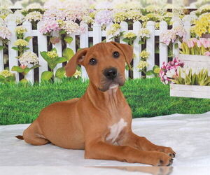 Rhodesian Ridgeback-Unknown Mix Dogs for adoption in Oroville, CA, USA