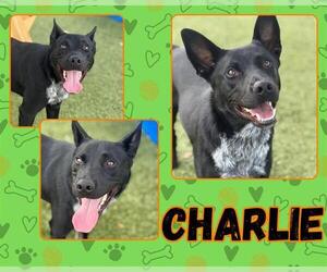 Labrador Retriever-Unknown Mix Dogs for adoption in Pearland, TX, USA