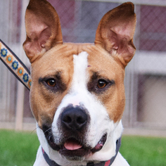 American Bulldog Dogs for adoption in Huntley, IL, USA