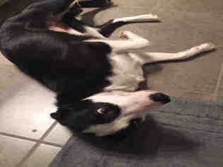 Border Collie Dogs for adoption in South Lake Tahoe, CA, USA