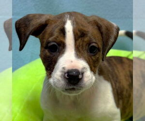 Mutt Dogs for adoption in Jefferson, WI, USA