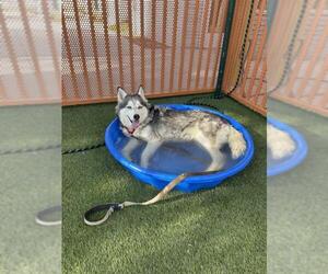 Siberian Husky-Unknown Mix Dogs for adoption in Las Vegas, NV, USA