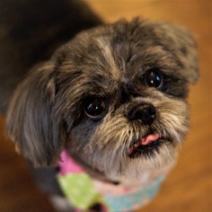 Shih Tzu Dogs for adoption in Bealeton, VA, USA