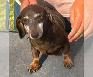 Dachshund Dogs for adoption in Boonton, NJ, USA