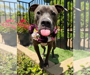 American Pit Bull Terrier-Unknown Mix Dogs for adoption in Redlands, CA, USA