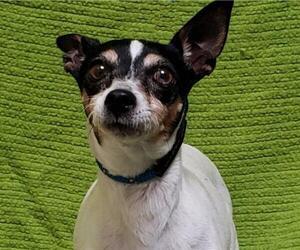 Rat Terrier Dogs for adoption in Fairfield, CA, USA