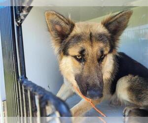German Shepherd Dog Dogs for adoption in Houston, TX, USA