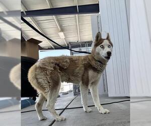 Siberian Husky Dogs for adoption in Bakersfield, CA, USA