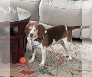 Beagle Dogs for adoption in Westwood, NJ, USA