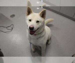 Akita Dogs for adoption in Grasswood, Saskatchewan, Canada