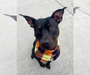 Mutt Dogs for adoption in Tulsa, OK, USA