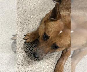 Mutt Dogs for adoption in Riverside, CA, USA