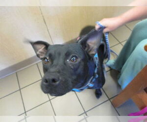American Staffordshire Terrier-Unknown Mix Dogs for adoption in Ocala, FL, USA