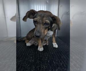 Chihuahua-Unknown Mix Dogs for adoption in Corpus Christi, TX, USA