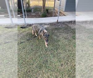 German Shepherd Dog-Unknown Mix Dogs for adoption in San Antonio, TX, USA