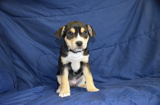 Bogle Dogs for adoption in Yreka, CA, USA