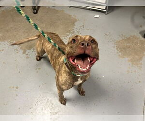 American Pit Bull Terrier-Unknown Mix Dogs for adoption in Ocala, FL, USA