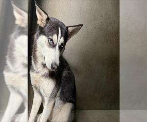 Siberian Husky Dogs for adoption in San Bernardino, CA, USA