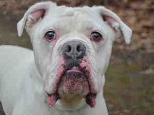 Medium Photo #1 Bulldog Puppy For Sale in Pittsburgh, PA, USA