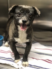 Cheeks Dogs for adoption in Benton, LA, USA