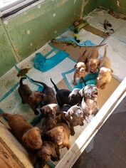 Mastiff Dogs for adoption in Cedar Rapids, IA, USA