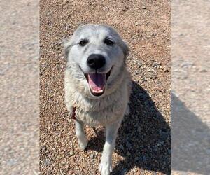 Great Pyrenees-Huskies  Mix Dogs for adoption in Hamilton, MT, USA