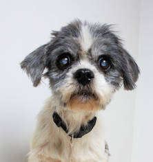 Shih Tzu Dogs for adoption in Eden Prairie, MN, USA