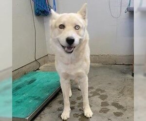 Siberian Husky Dogs for adoption in Camarillo, CA, USA