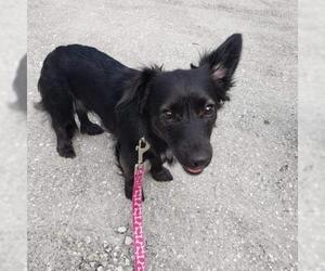 Schweenie Dogs for adoption in Sanford, FL, USA
