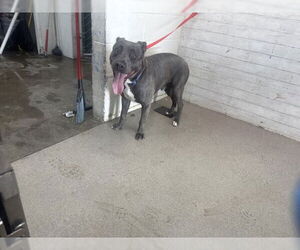 American Pit Bull Terrier Dogs for adoption in San Bernardino, CA, USA