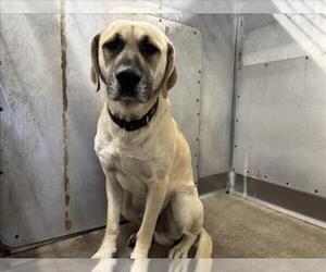 Mastador Dogs for adoption in San Bernardino, CA, USA