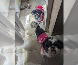 Shih Tzu Dogs for adoption in Great Bend, KS, USA