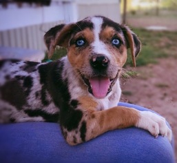 Australian Shepherd-Catahoula Leopard Dog Mix Dogs for adoption in South Park, PA, USA