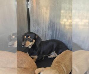 Medium Photo #1 Dachshund-Unknown Mix Puppy For Sale in San Antonio, TX, USA