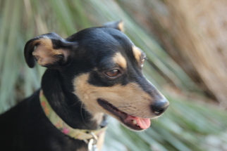 Miniature Pinscher Dogs for adoption in Beverly Hills, CA, USA
