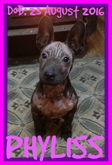 Medium Photo #1 Mutt Puppy For Sale in Sebec, ME, USA