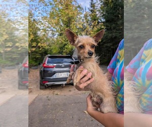 Chihuahua Dogs for adoption in Winter, WI, USA