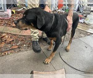 Rottweiler Dogs for adoption in Ocala, FL, USA