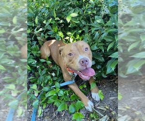 American Pit Bull Terrier Dogs for adoption in Petaluma, CA, USA