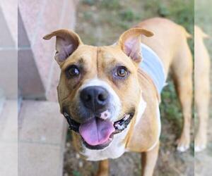 American Staffordshire Terrier-Unknown Mix Dogs for adoption in San Antonio, TX, USA
