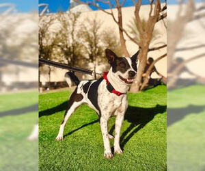 Mutt Dogs for adoption in Las Vegas, NV, USA