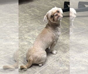 Shih Tzu Dogs for adoption in Rustburg, VA, USA