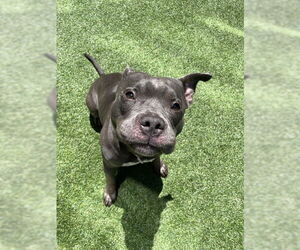 American Pit Bull Terrier Dogs for adoption in San Francisco, CA, USA