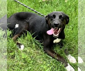 Labrador Retriever-Unknown Mix Dogs for adoption in Yardley, PA, USA