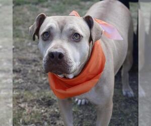 American Staffordshire Terrier-Unknown Mix Dogs for adoption in San Antonio, TX, USA